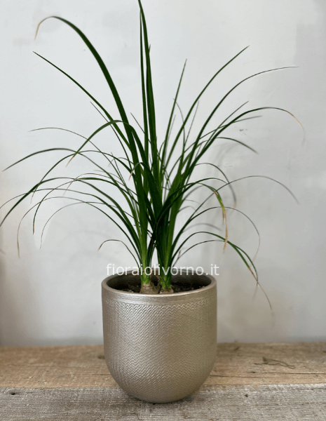 Pianta di beucarnea diam vaso 17