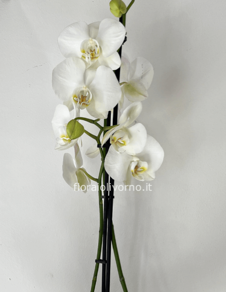 Pianta di phaleonopsis bianca