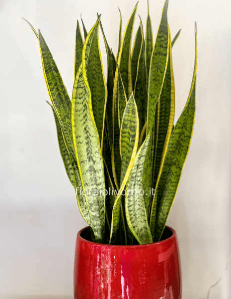 Pianta di sansevieria h. 45