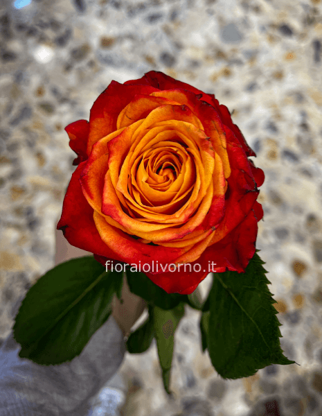 Rose arancio misura media 60 cm