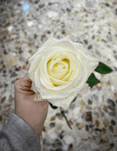 Rose bianche a steli, prima scelta, lunghezza 60 cm.