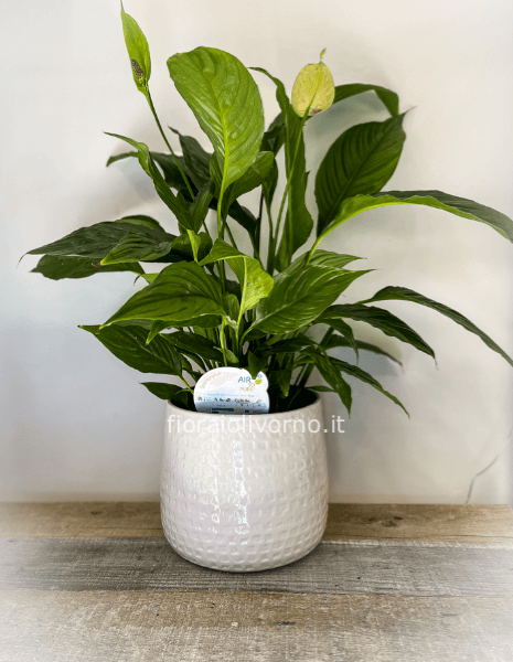 Pianta di Spathifillum