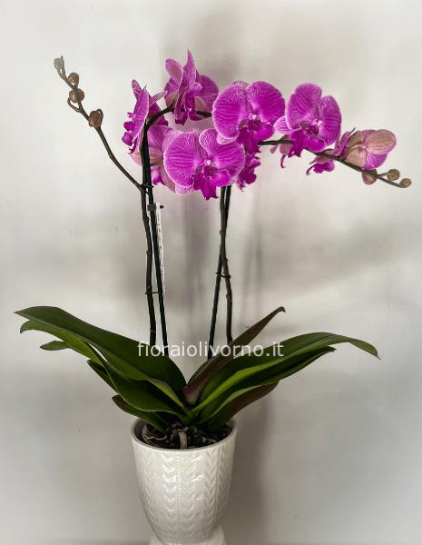 Pianta di Phaleonopsis, con confezione, senza vaso