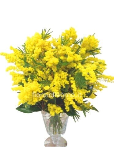 Bouquet Solo Mimosa Basic