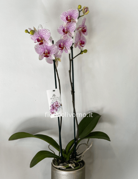 Pianta di Phaleonopsis, con confezione, con vaso