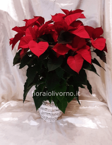 Stella di Natale con vaso o cestino Essential