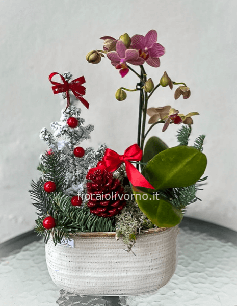 Composizione natalizia con Orchidea