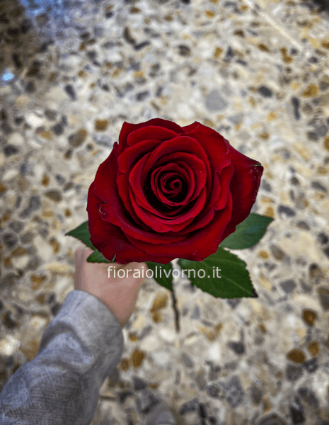 Rose colore rosse da comporre in mazzo per numero di steli.